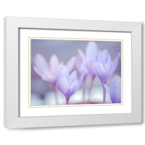 Crocus flowers White Modern Wood Framed Art Print with Double Matting by Frank, Assaf