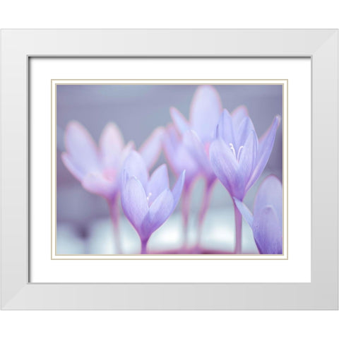 Crocus flowers White Modern Wood Framed Art Print with Double Matting by Frank, Assaf