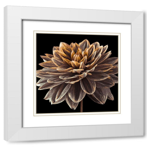 Dahlia flower close-up White Modern Wood Framed Art Print with Double Matting by Frank, Assaf
