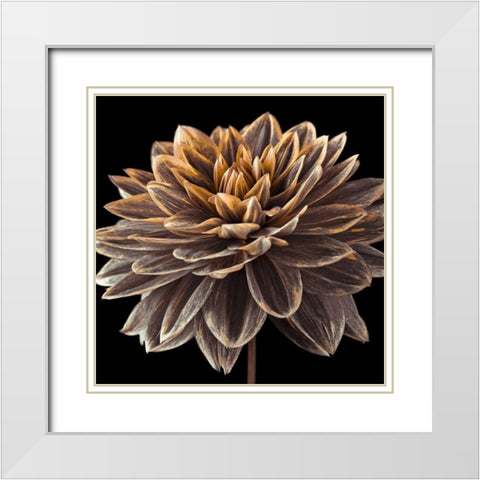 Dahlia flower close-up White Modern Wood Framed Art Print with Double Matting by Frank, Assaf