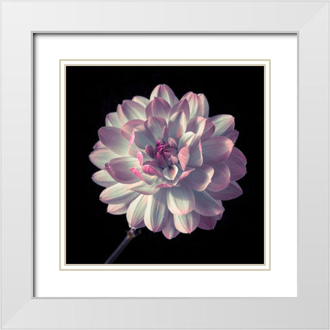 Dahlia flower close-up White Modern Wood Framed Art Print with Double Matting by Frank, Assaf