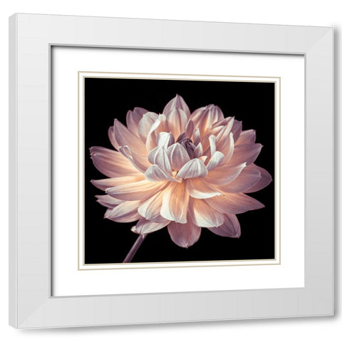 Dahlia flower close-up White Modern Wood Framed Art Print with Double Matting by Frank, Assaf