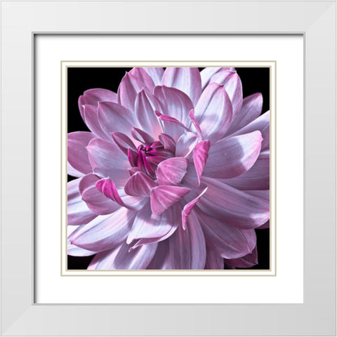 Dahlia flower close-up White Modern Wood Framed Art Print with Double Matting by Frank, Assaf