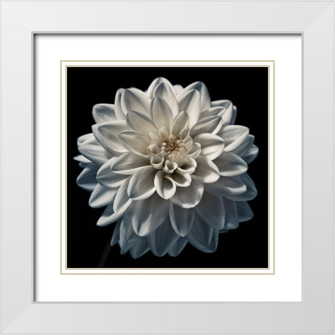 Dahlia flower close-up White Modern Wood Framed Art Print with Double Matting by Frank, Assaf