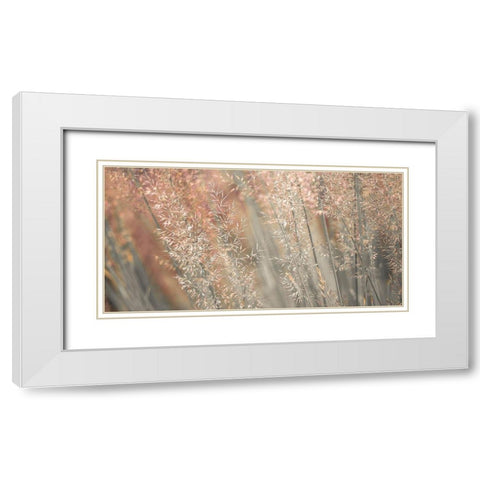 Fountain grass White Modern Wood Framed Art Print with Double Matting by Frank, Assaf