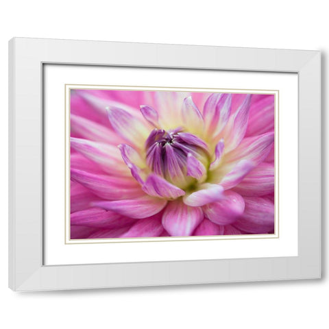 Dahlia flowers White Modern Wood Framed Art Print with Double Matting by Frank, Assaf