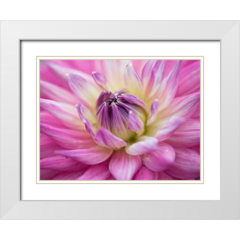 Dahlia flowers White Modern Wood Framed Art Print with Double Matting by Frank, Assaf