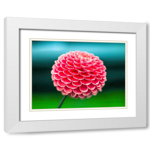 Dahlia flowers White Modern Wood Framed Art Print with Double Matting by Frank, Assaf