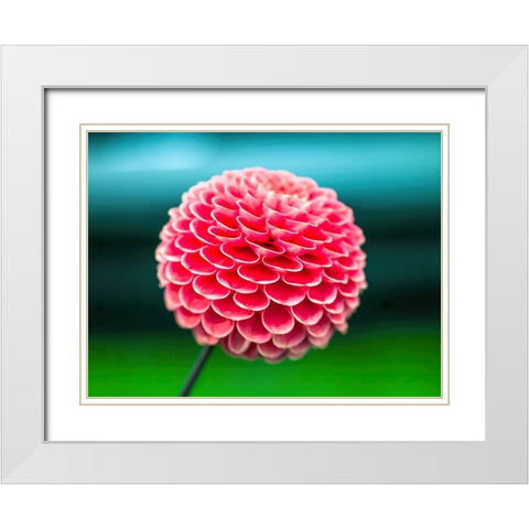 Dahlia flowers White Modern Wood Framed Art Print with Double Matting by Frank, Assaf