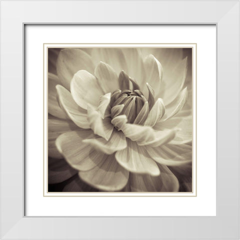 Dahlia Flowers White Modern Wood Framed Art Print with Double Matting by Frank, Assaf