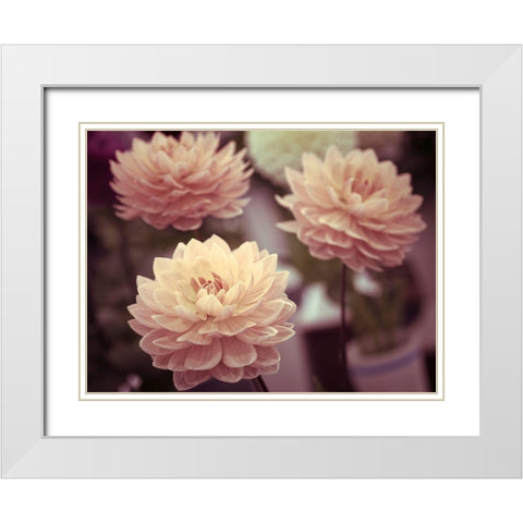 Dahlia Flowers White Modern Wood Framed Art Print with Double Matting by Frank, Assaf