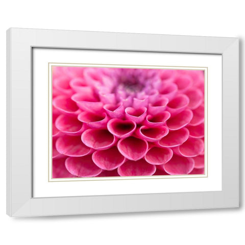 Dahlia Flower White Modern Wood Framed Art Print with Double Matting by Frank, Assaf