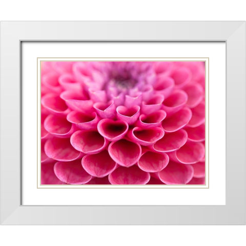Dahlia Flower White Modern Wood Framed Art Print with Double Matting by Frank, Assaf