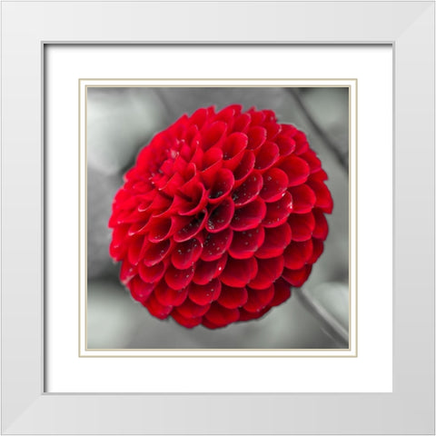 Dahlia Flowers White Modern Wood Framed Art Print with Double Matting by Frank, Assaf