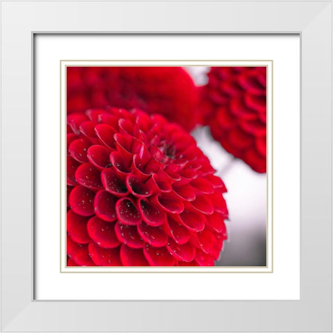 Dahlia Flowers White Modern Wood Framed Art Print with Double Matting by Frank, Assaf