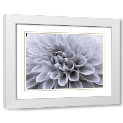 Dahlia flower - Full frame White Modern Wood Framed Art Print with Double Matting by Frank, Assaf