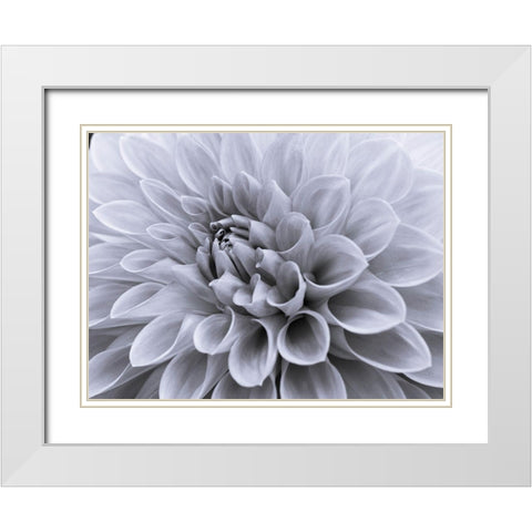 Dahlia flower - Full frame White Modern Wood Framed Art Print with Double Matting by Frank, Assaf