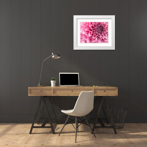 Dahlia flower - Full frame White Modern Wood Framed Art Print with Double Matting by Frank, Assaf