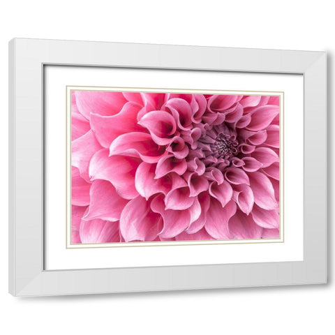Dahlia flower - Full frame White Modern Wood Framed Art Print with Double Matting by Frank, Assaf