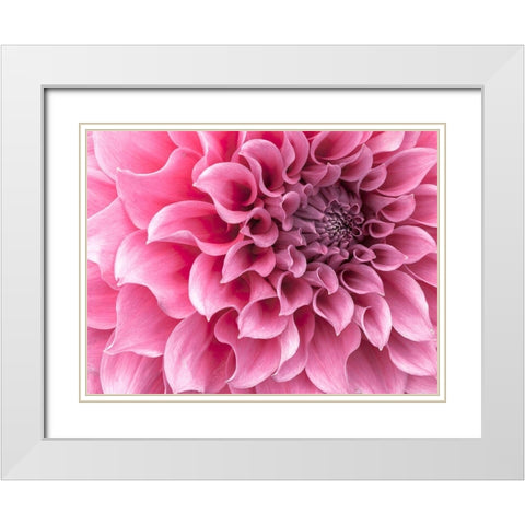 Dahlia flower - Full frame White Modern Wood Framed Art Print with Double Matting by Frank, Assaf