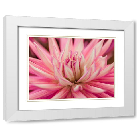 Dahlia Flower White Modern Wood Framed Art Print with Double Matting by Frank, Assaf