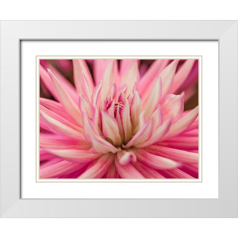 Dahlia Flower White Modern Wood Framed Art Print with Double Matting by Frank, Assaf