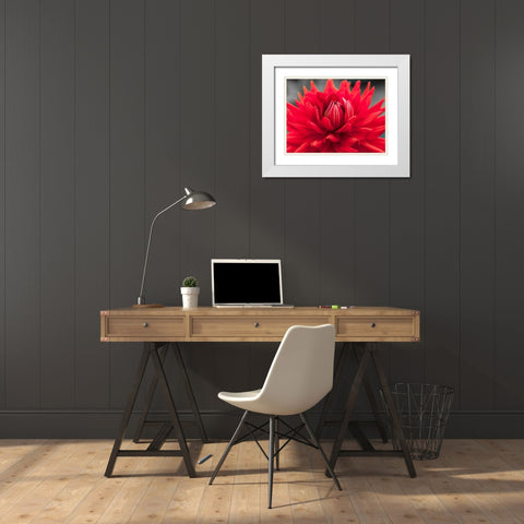 Dahlia Flowers White Modern Wood Framed Art Print with Double Matting by Frank, Assaf