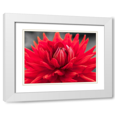 Dahlia Flowers White Modern Wood Framed Art Print with Double Matting by Frank, Assaf