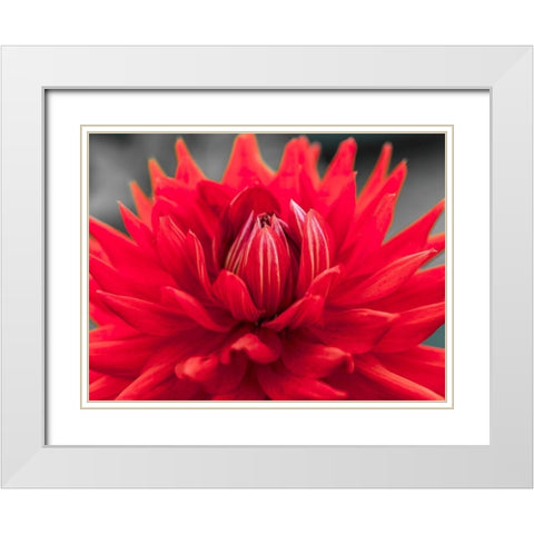 Dahlia Flowers White Modern Wood Framed Art Print with Double Matting by Frank, Assaf