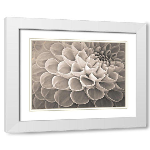 Dahlia Flowers White Modern Wood Framed Art Print with Double Matting by Frank, Assaf