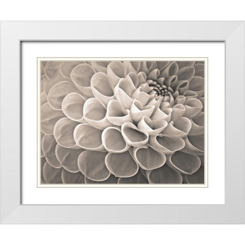 Dahlia Flowers White Modern Wood Framed Art Print with Double Matting by Frank, Assaf