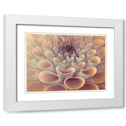 Dahlia Flower White Modern Wood Framed Art Print with Double Matting by Frank, Assaf