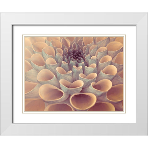 Dahlia Flower White Modern Wood Framed Art Print with Double Matting by Frank, Assaf