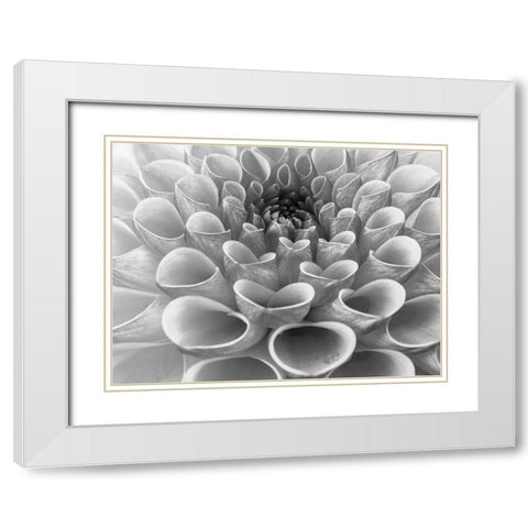Dahlia Flower White Modern Wood Framed Art Print with Double Matting by Frank, Assaf