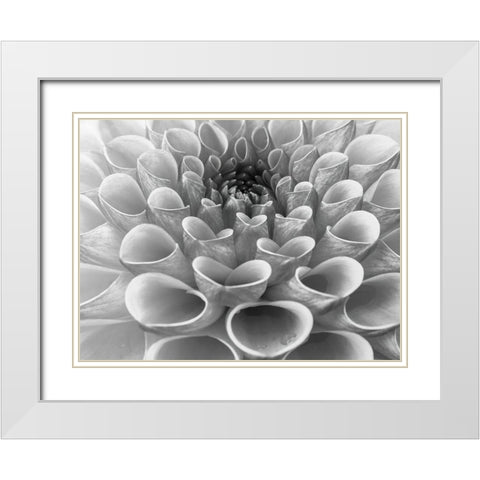 Dahlia Flower White Modern Wood Framed Art Print with Double Matting by Frank, Assaf