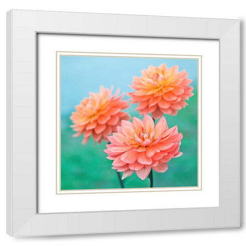 Dahlia Flowers White Modern Wood Framed Art Print with Double Matting by Frank, Assaf