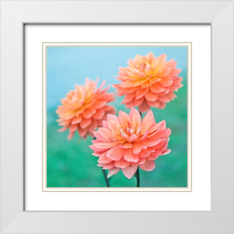 Dahlia Flowers White Modern Wood Framed Art Print with Double Matting by Frank, Assaf