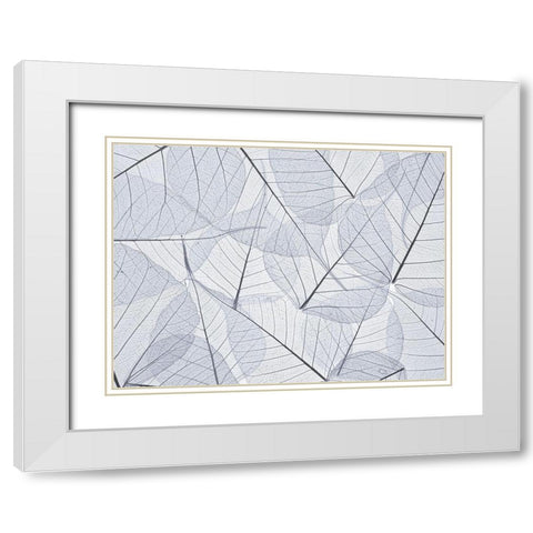 Skeleton leaves White Modern Wood Framed Art Print with Double Matting by Frank, Assaf