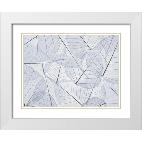 Skeleton leaves White Modern Wood Framed Art Print with Double Matting by Frank, Assaf