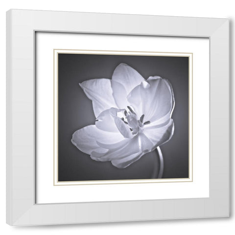 Tulip flower White Modern Wood Framed Art Print with Double Matting by Frank, Assaf