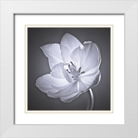 Tulip flower White Modern Wood Framed Art Print with Double Matting by Frank, Assaf
