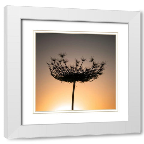 Sillouette of a bishops weed White Modern Wood Framed Art Print with Double Matting by Frank, Assaf