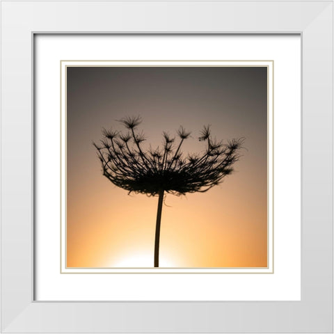 Sillouette of a bishops weed White Modern Wood Framed Art Print with Double Matting by Frank, Assaf