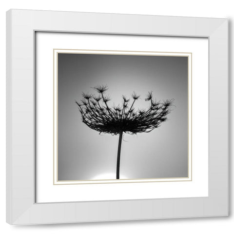 Sillouette of a bishops weed White Modern Wood Framed Art Print with Double Matting by Frank, Assaf