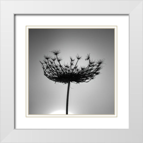 Sillouette of a bishops weed White Modern Wood Framed Art Print with Double Matting by Frank, Assaf