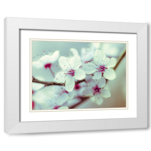 Fresh and beautiful Cheery Blossoms White Modern Wood Framed Art Print with Double Matting by Frank, Assaf