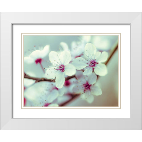 Fresh and beautiful Cheery Blossoms White Modern Wood Framed Art Print with Double Matting by Frank, Assaf