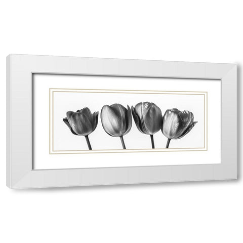 Four tulips, FTBR-1795 White Modern Wood Framed Art Print with Double Matting by Frank, Assaf