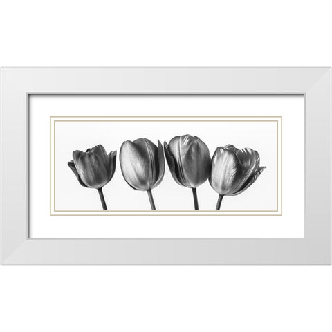 Four tulips, FTBR-1795 White Modern Wood Framed Art Print with Double Matting by Frank, Assaf