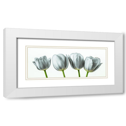 Four tulips White Modern Wood Framed Art Print with Double Matting by Frank, Assaf